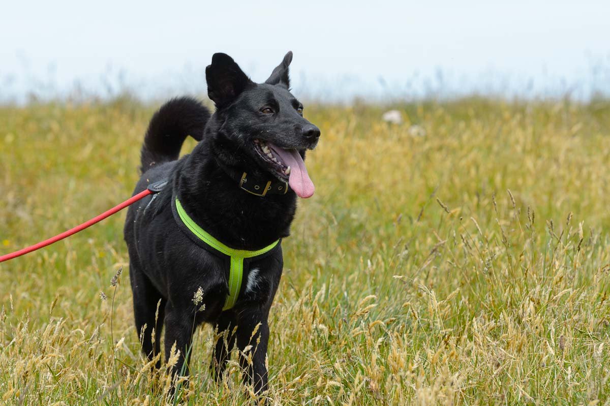Blacky 07072025 – straysaferescue.co.uk